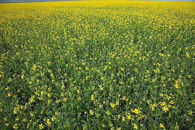 《怪物猎人：荒野》新TVCM 雪狮子王确定回归